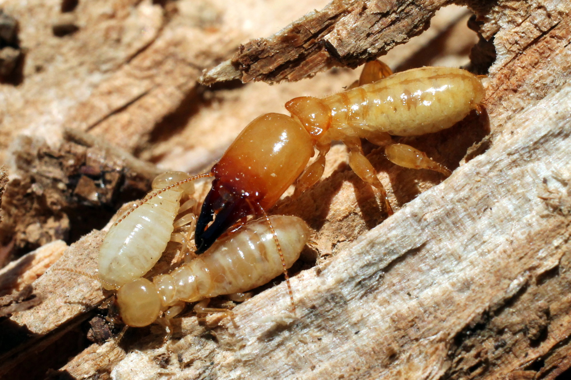 Bed Bugs
