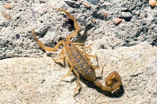 brown bark scorpion