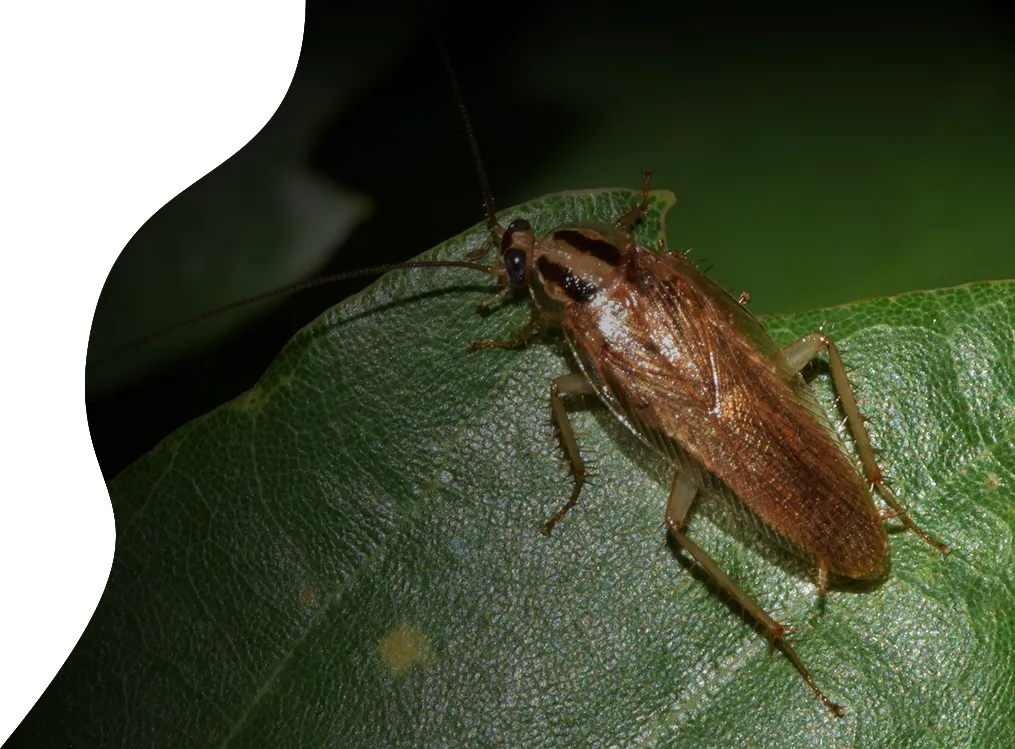 roach top