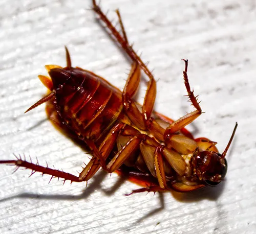 roach circle