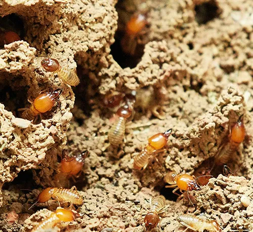 termite circle
