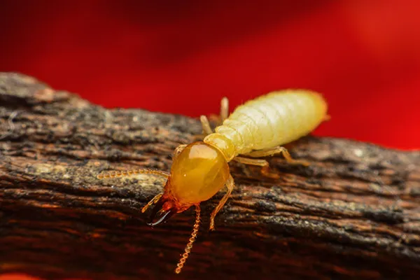 termite