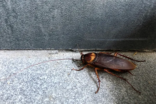 american cockroach