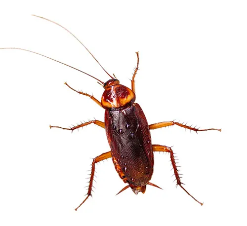 roach circle