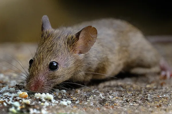 mice