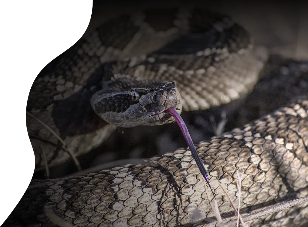 snake top