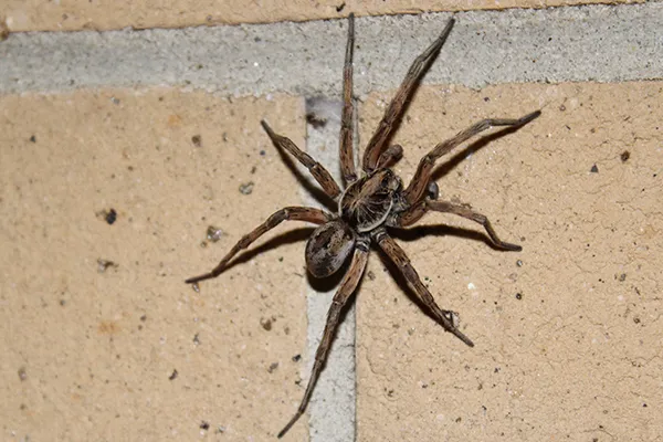 wolf spider