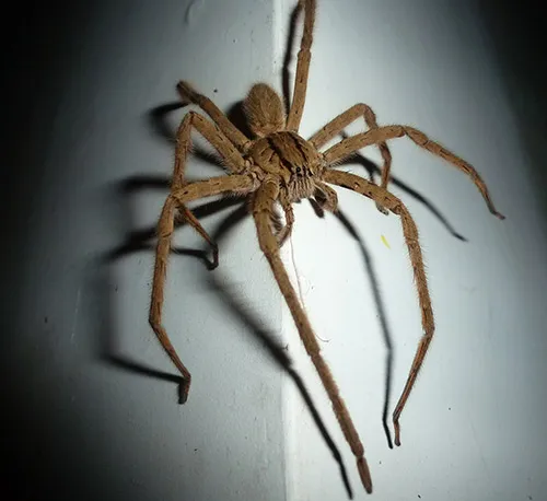spider