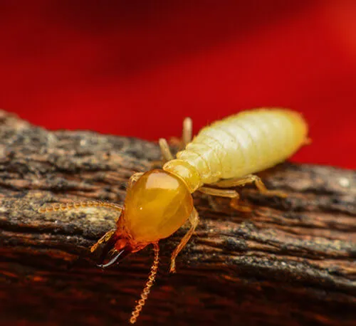 scorpion