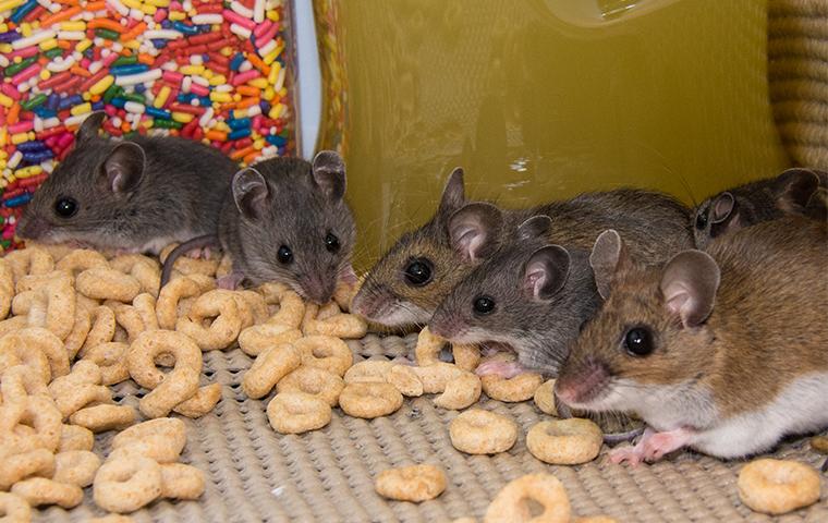 Rodent Control