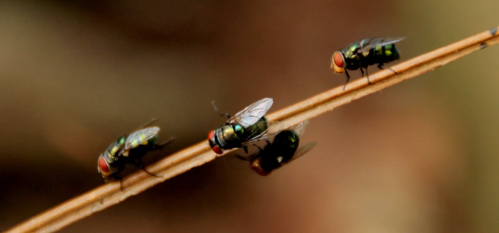 Round Pests