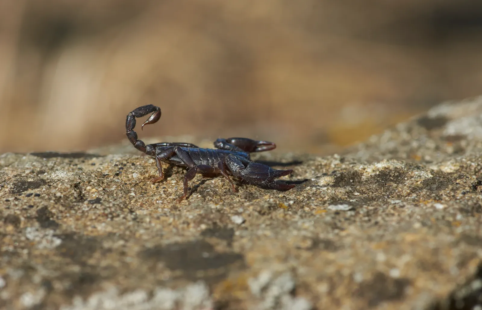 Scorpions
