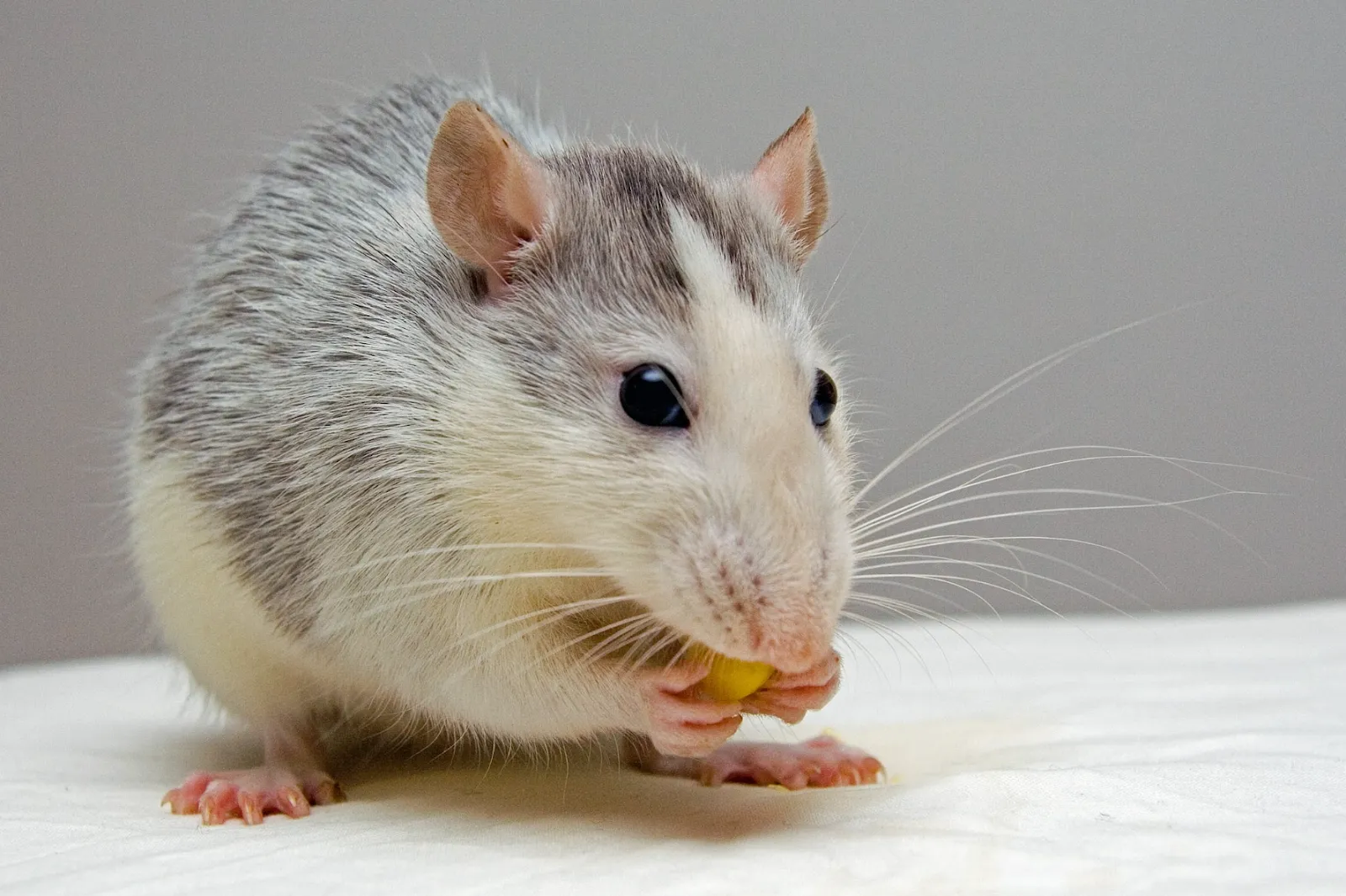 Rats and Mice